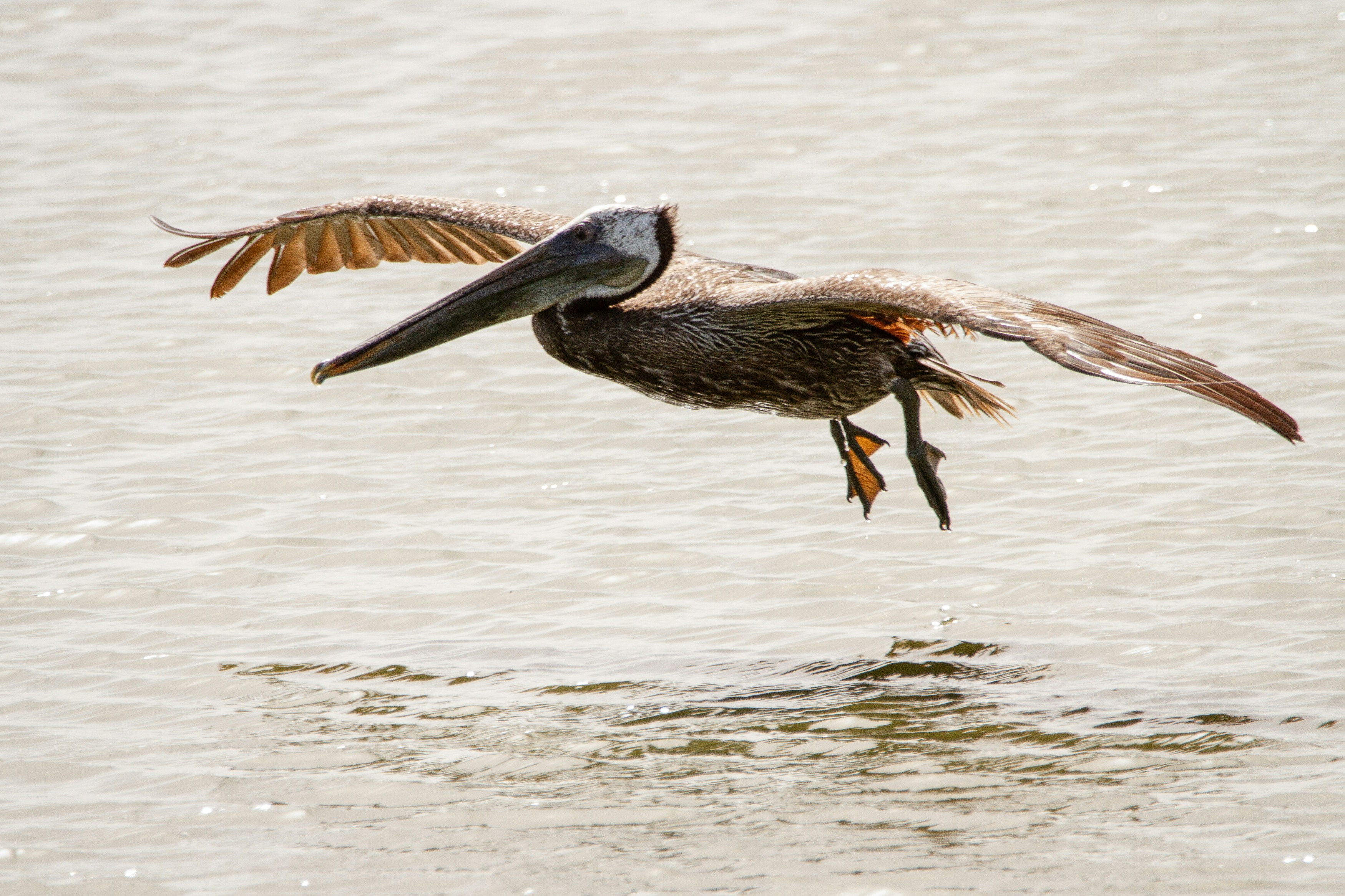 Sickened brown pelican falls from sky over Huntington Beach equestrian center